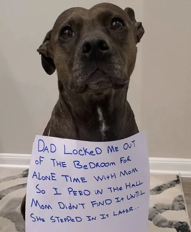 Dog did something wrong