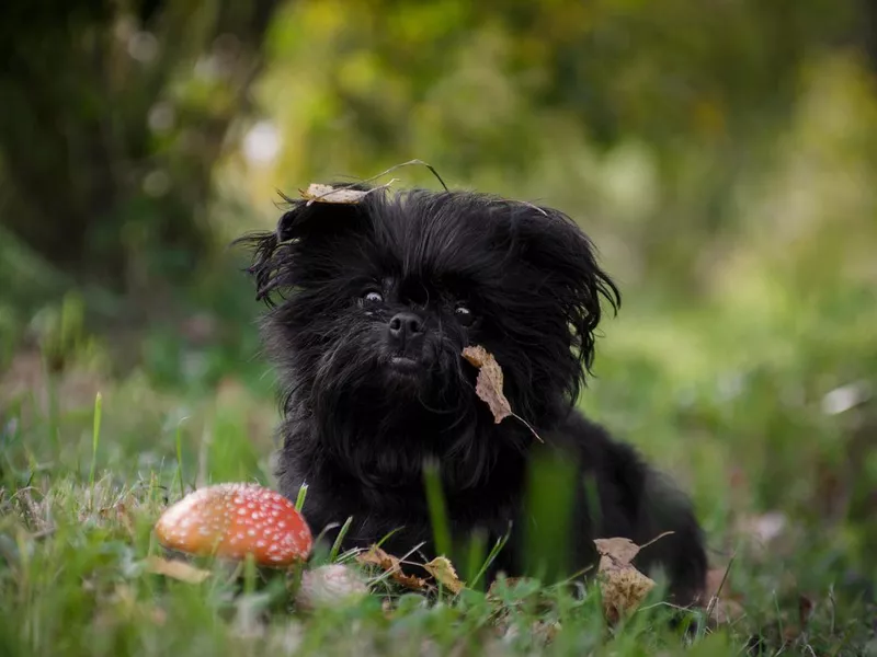 Black shaggy affenpincher dog sitting