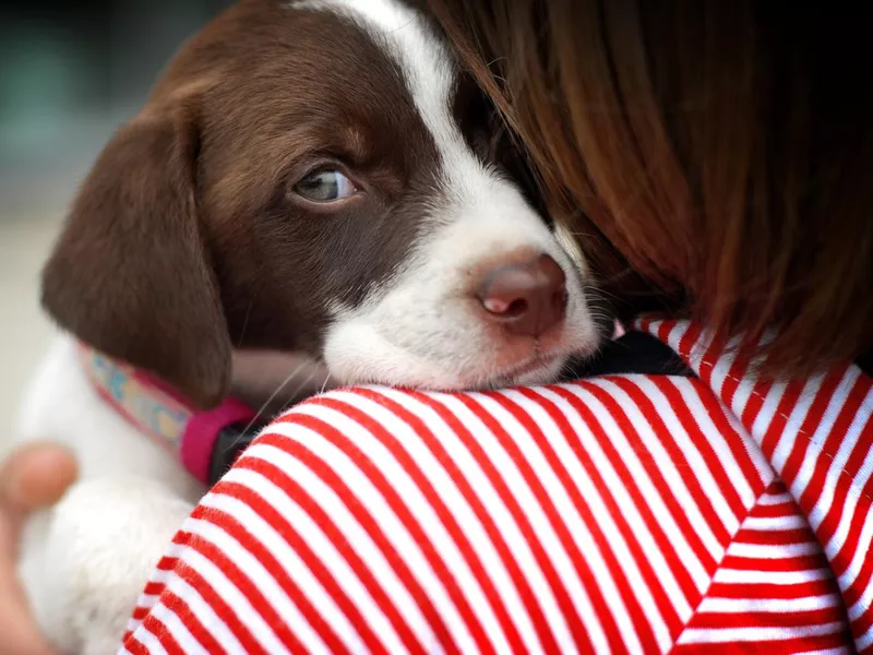 little girl with puppy