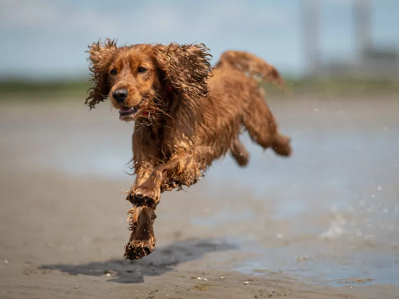 Cocker Spaniel