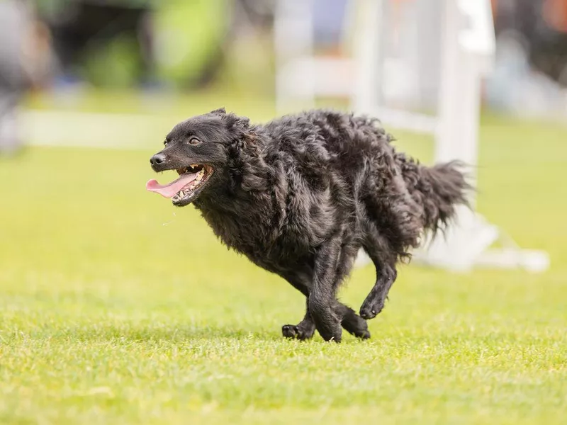 Mudi running fast