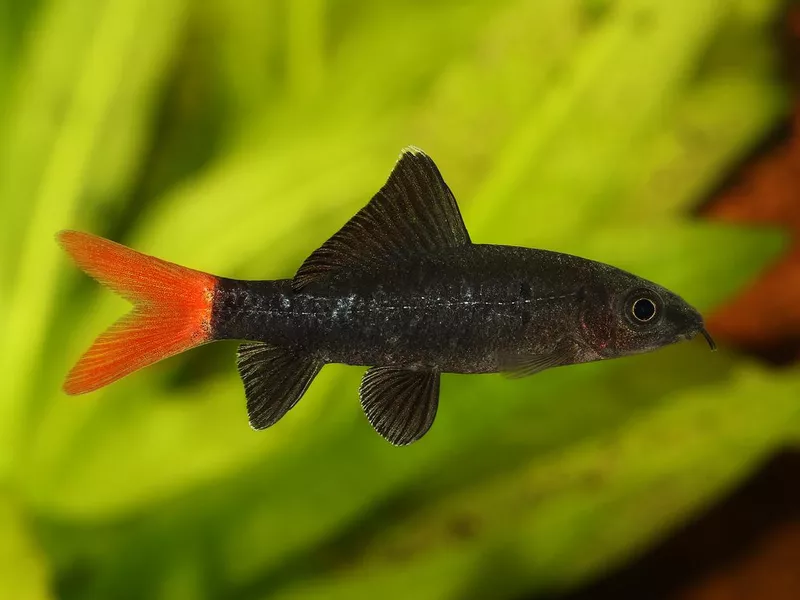 Rainbow Shark