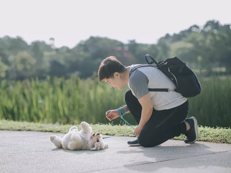 Puppy rolling over