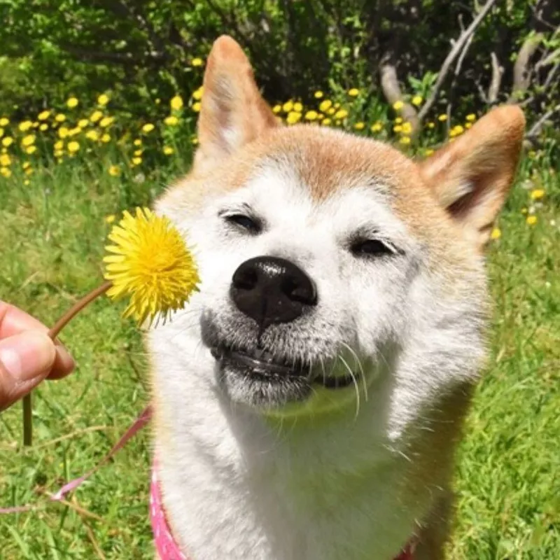 Dog smelling a flower