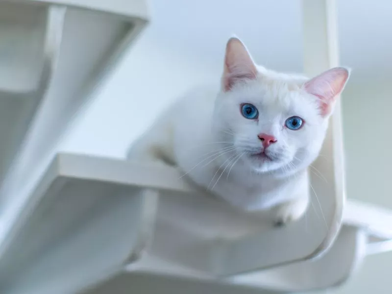 Turkish Angora cat staring down