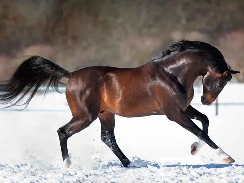 Trakehner head down