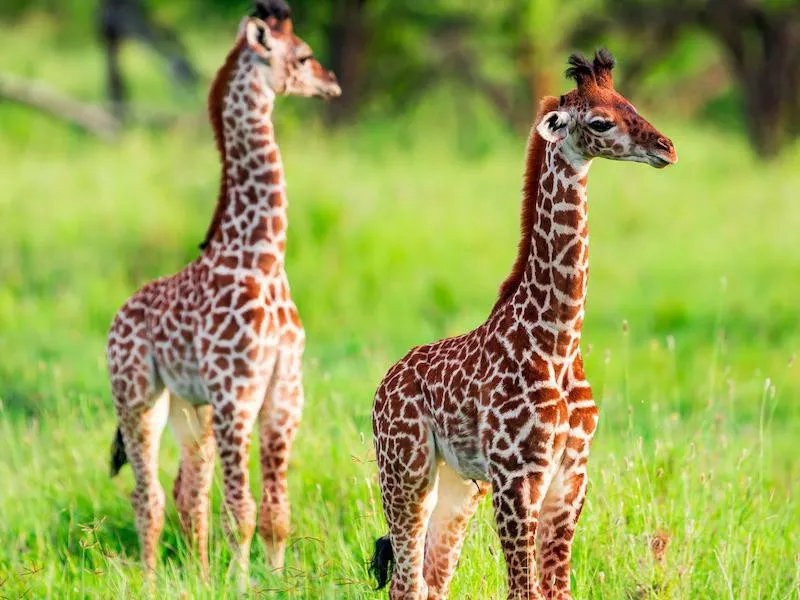 Baby Giraffe