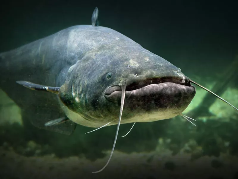 Catfish