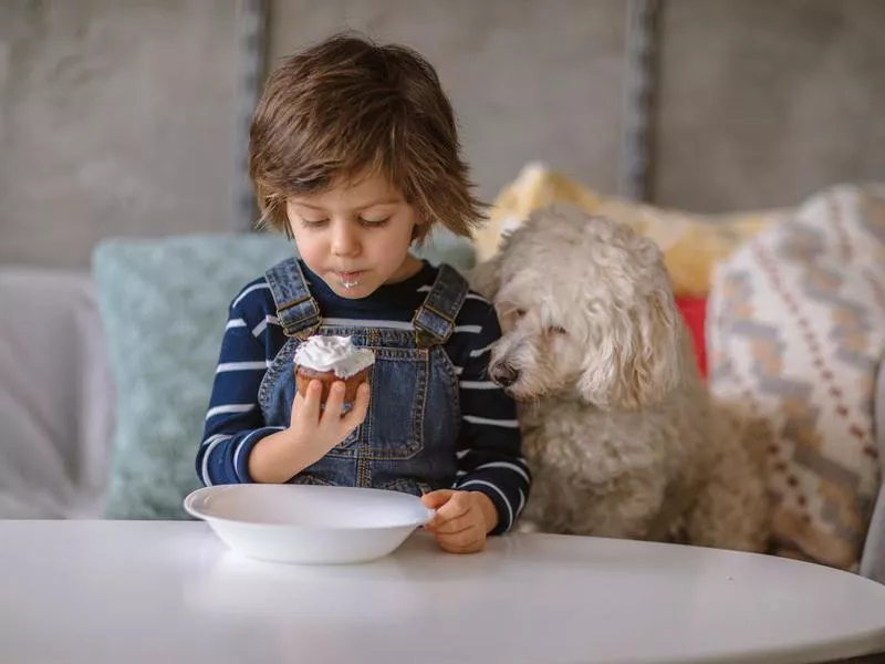 Poodle with kid