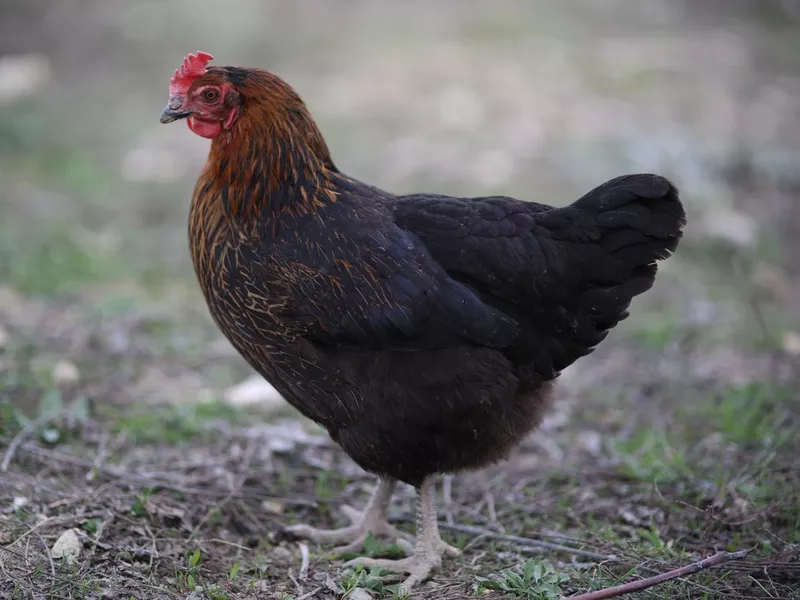 Jersey Giant Chicken