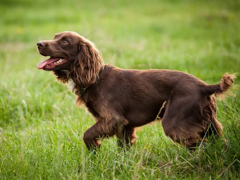 Boykin Spaniel male dog