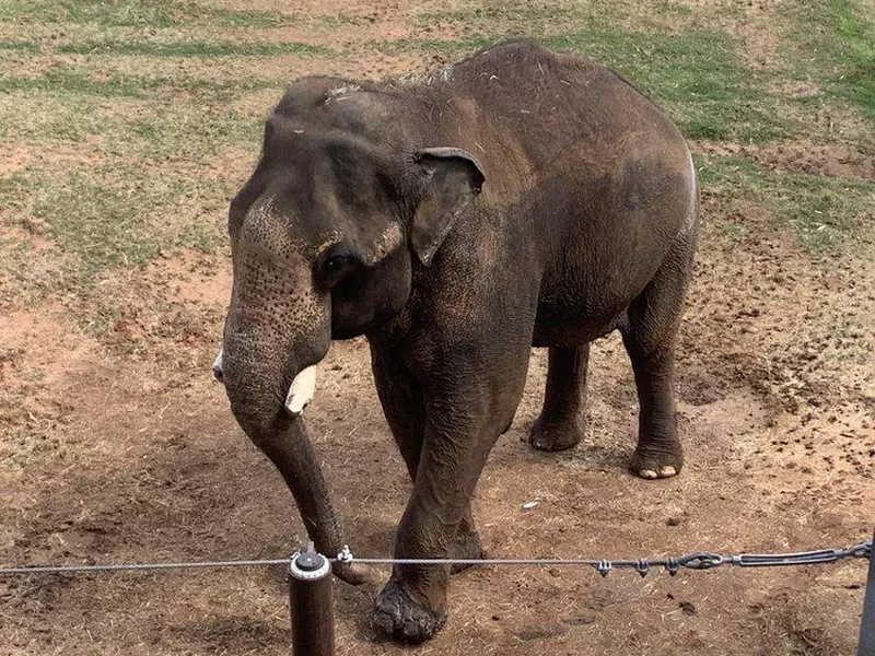 Elephant at Oklahoma City Zoo