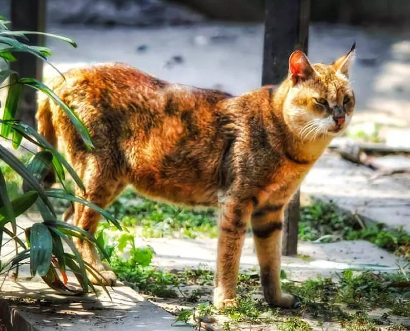 Chausie cat
