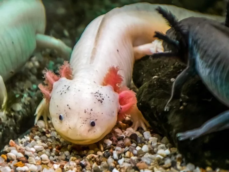 two different axolotls