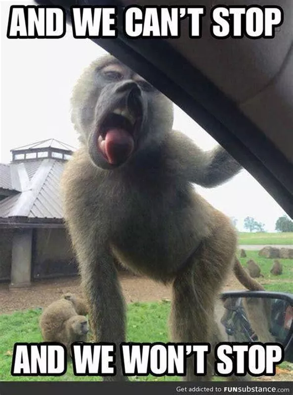 Dancing Monkey Meme