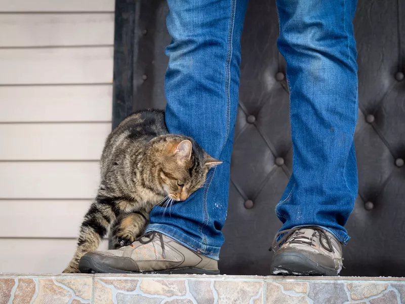 cat rubbing against leg