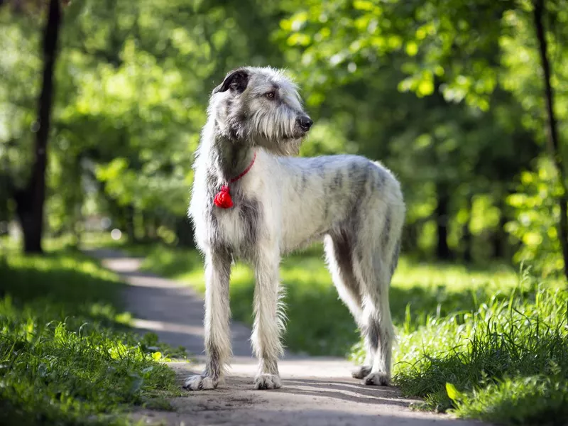 Irish Wolfhound