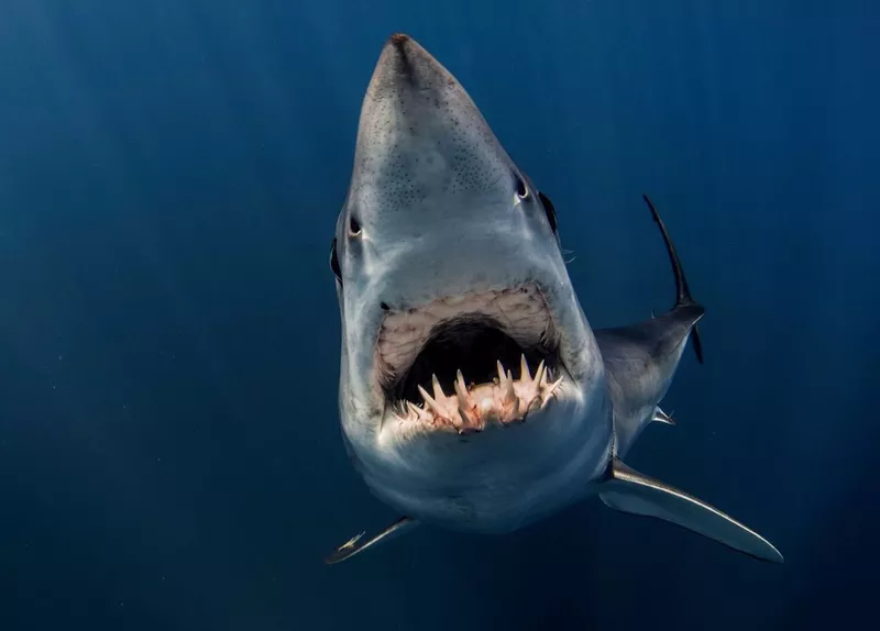 Mako shark mouth
