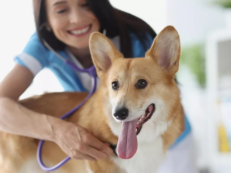 Veterinarian and puppy in veterinary clinic