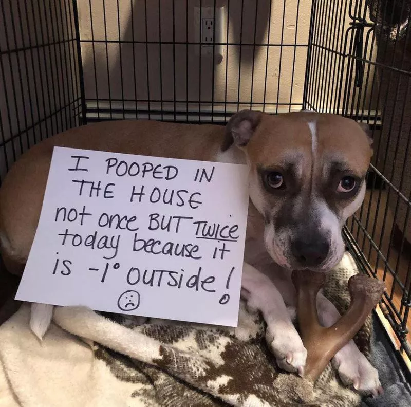 Dog pooped in the house