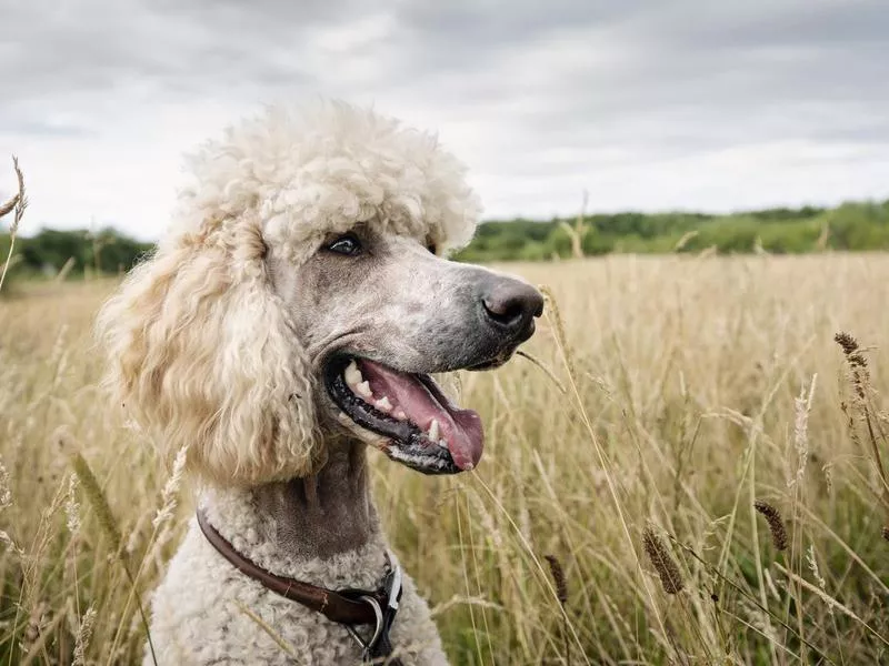 Poodle