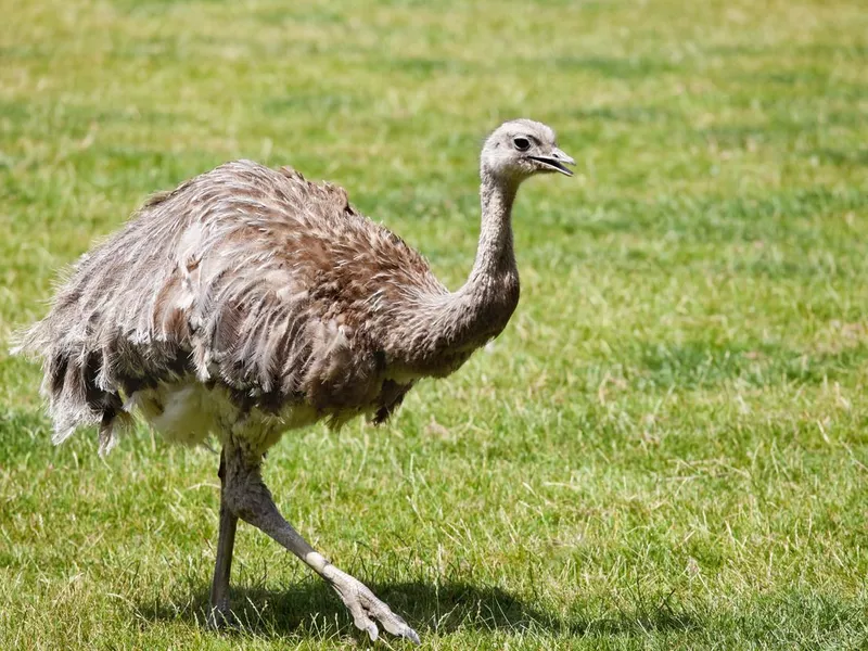 Lesser Rhea flightless bird