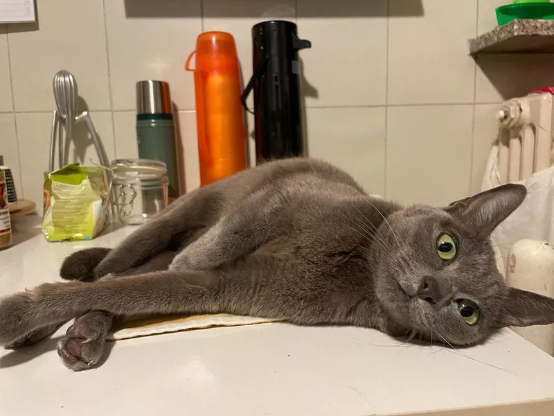 Korat