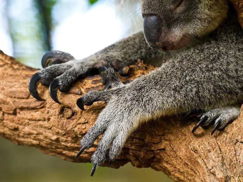 koala