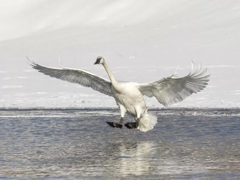 swan