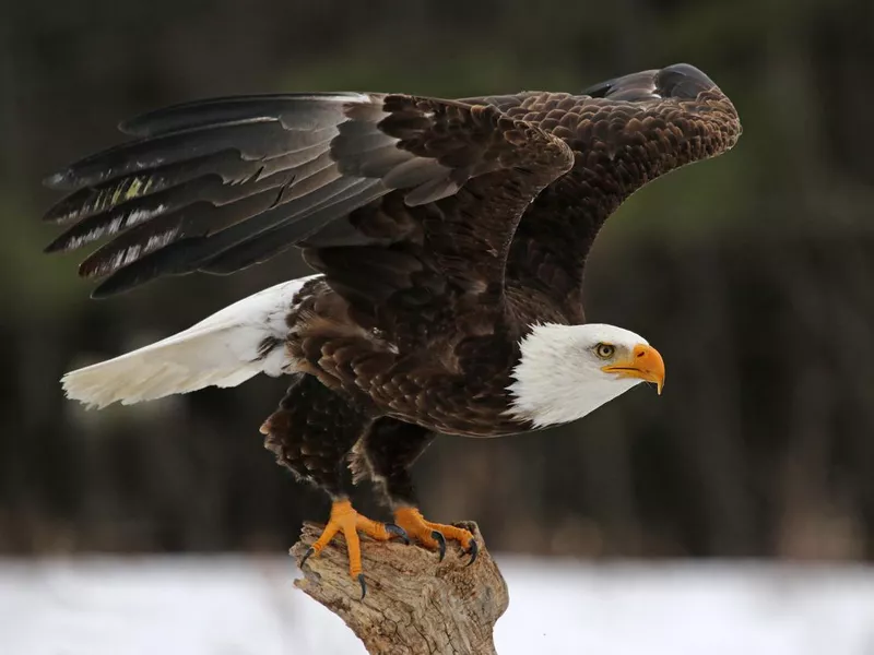 Bald Eagle Take-Off