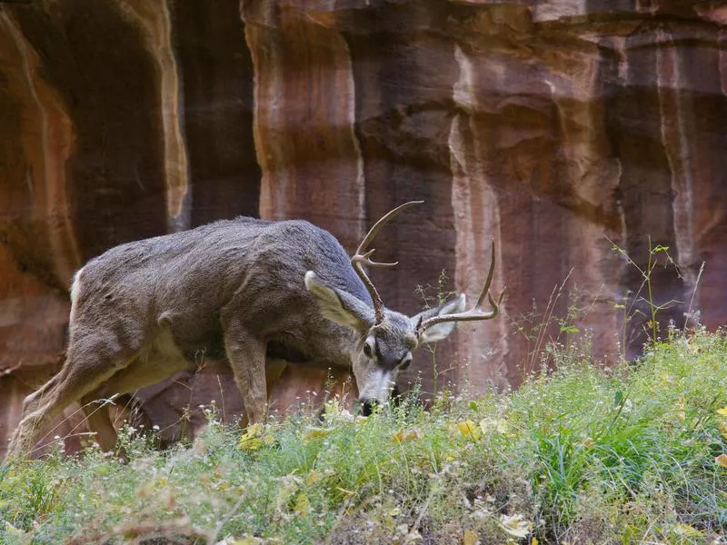 Zion National Park