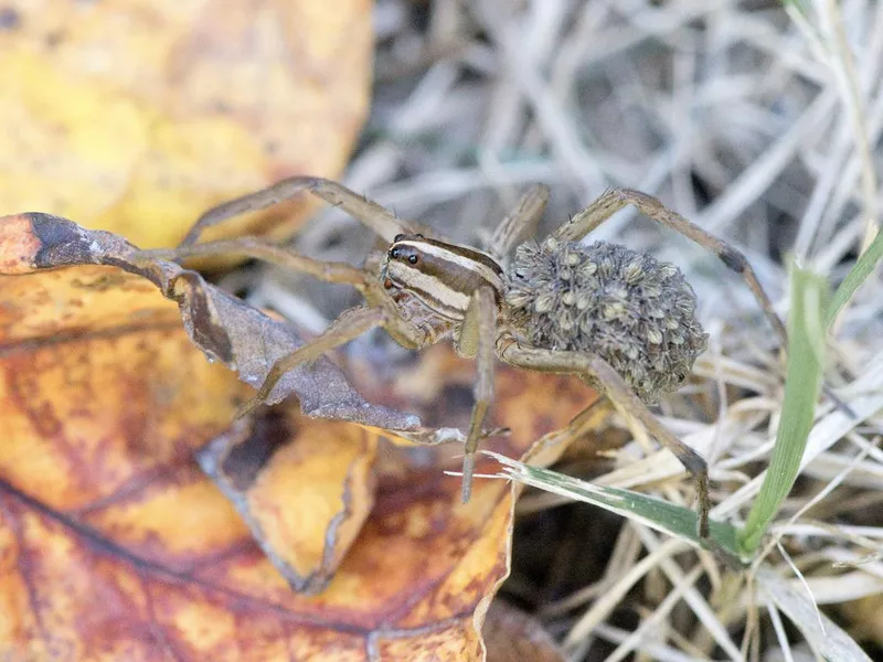 Spider - Macrophotography