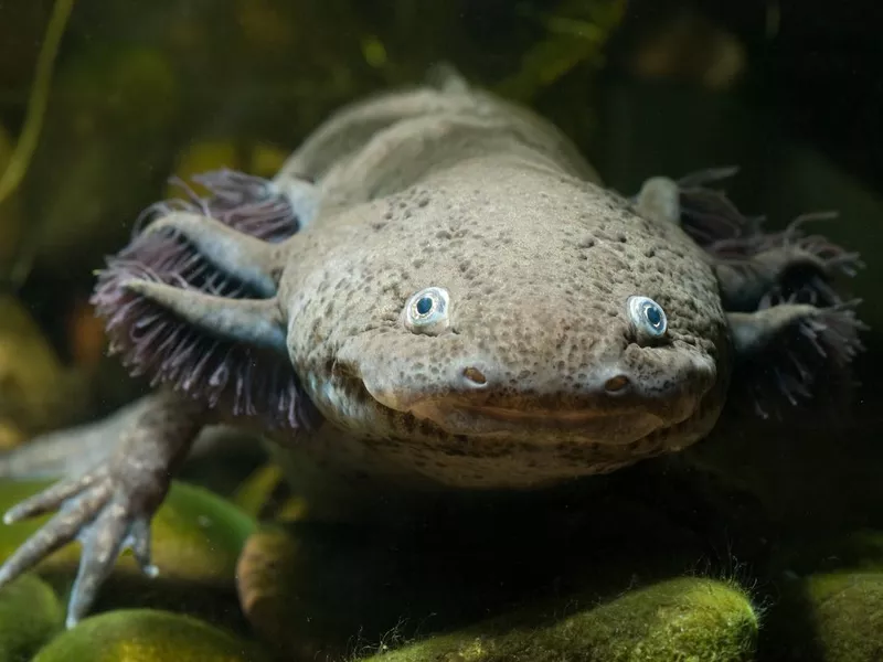 Face of an axolotl