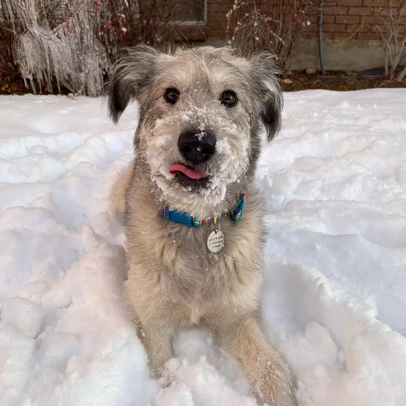 Bottom Line: Husky Poodle Mix