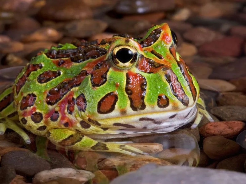 Frog in rocky pond