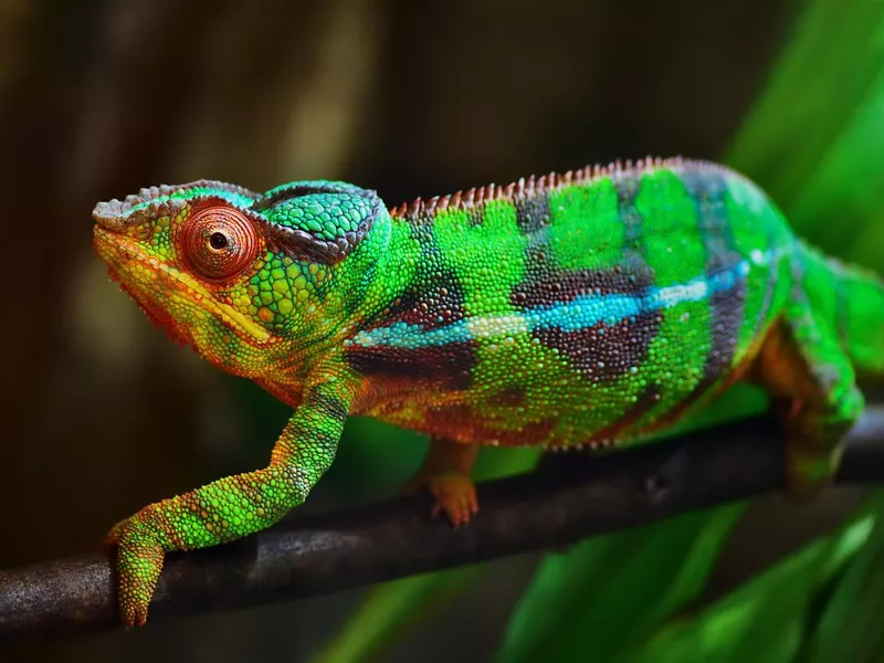 colorful panther chameleon