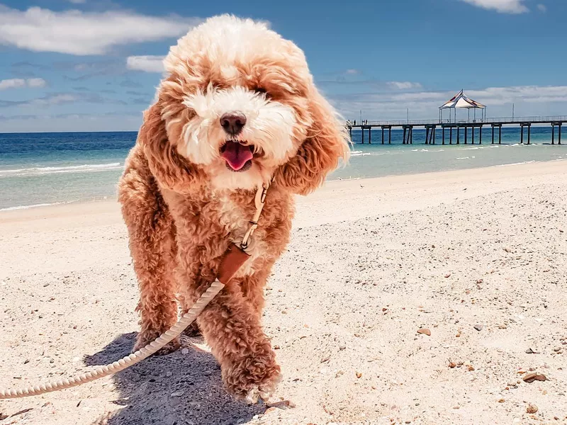 Cavapoo
