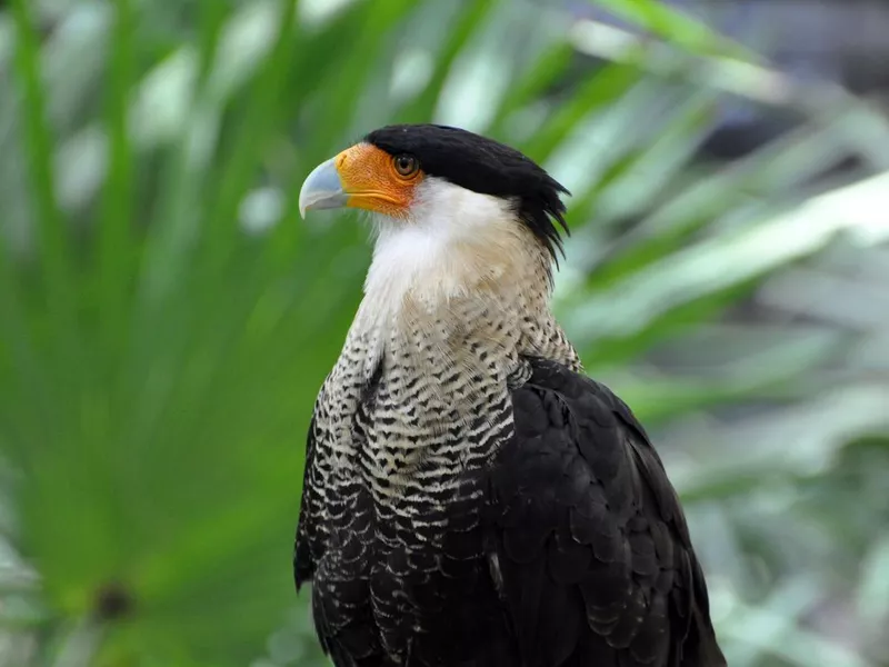The Crested Caracara bird