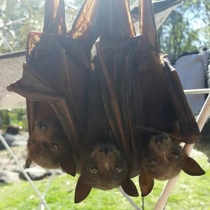 Three baby bats hanging upside down