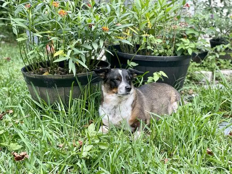 Australian cattle dog and corgi mix