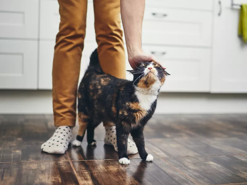 Domestic life with cat