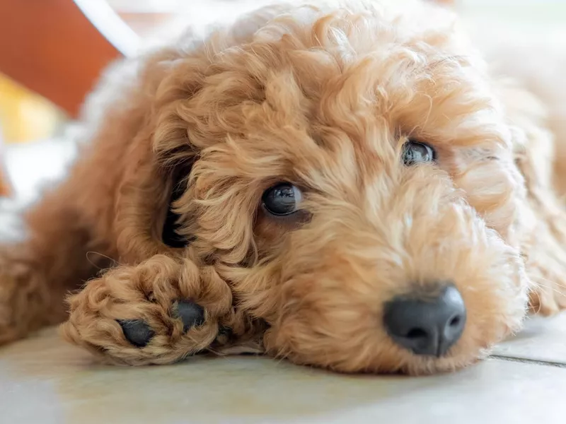 Miniature doodle puppy