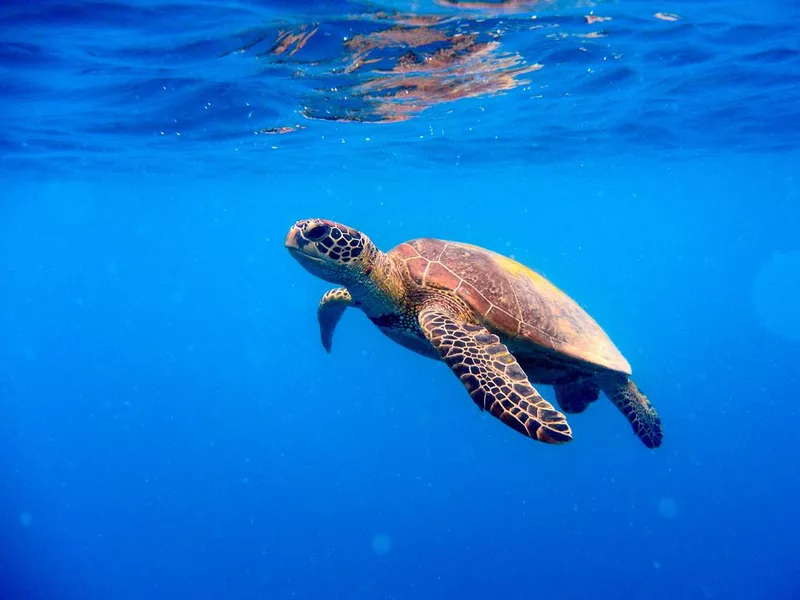 Green turtle approaching water surface