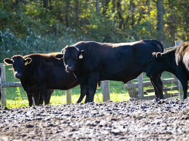 Japanese Wagyu bill with his herd