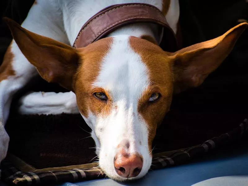 Azawakh dog resting