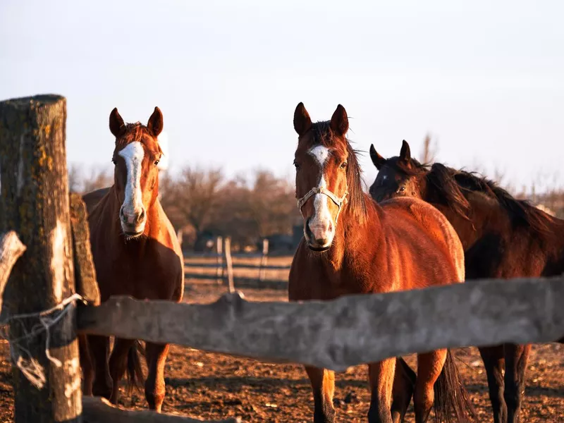 Thoroughbred