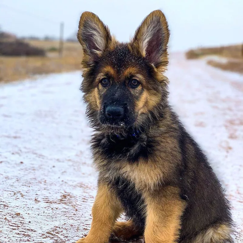 German Shepherd Husky Mix