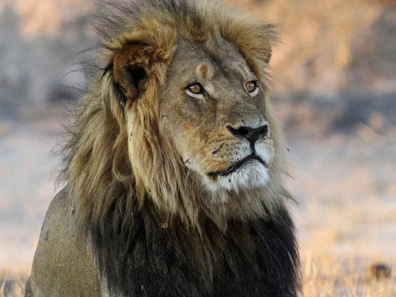 Cecil