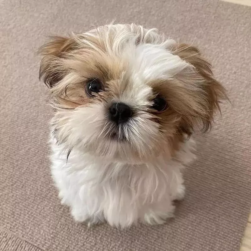 Puppy Dog Eyes