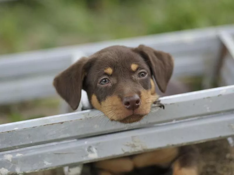 Australian kelpie puppy